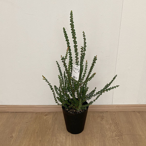 ヒル　904545アカシア前開き 園芸ネット本店｜アカシア：プラビシマ5号鉢植え の通販【公式】