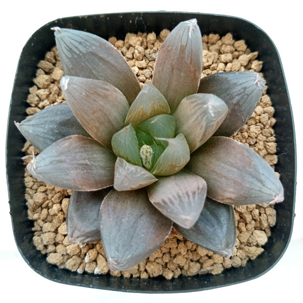 園芸ネット本店｜ハオルチア：ゴルドブルー（NS1/2） 2.5号 の通販【公式】