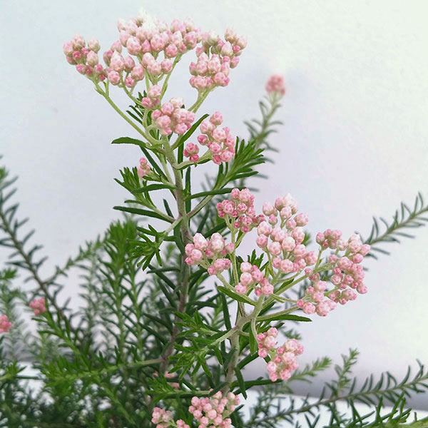 ライスフラワー・ホワイト3号ポット 2株セット