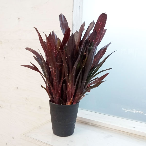 Billbergia 'Kolan man'〔ビルベルギア〕B0287 Billbergia. Kolan Jewel【artPLANTs/PLANTS GARAGE