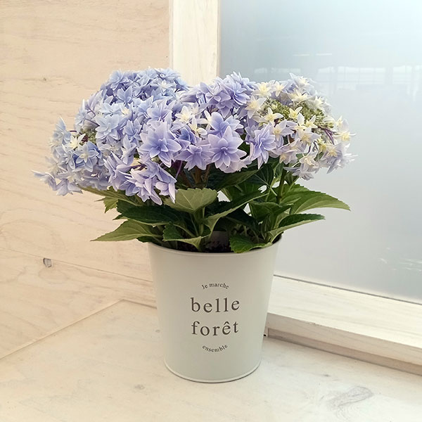 園芸ネット本店｜[ギフトに]アジサイ：ダブルダッチ エダム（ブルー