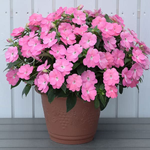 [送料無料][26年4月上旬予約]サンパチェンス(R)：プリティピンク3.5号ポット苗 20株セット