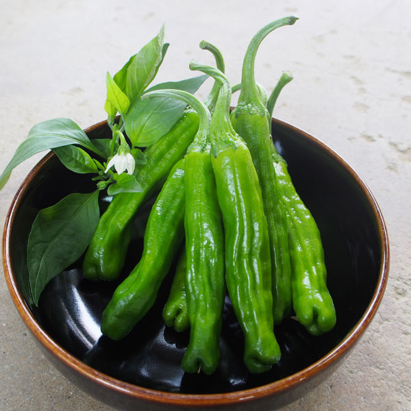 [26年4月下旬予約]土佐マルシェ：トウガラシ：土佐葵ししとう3号ポット 12株セット