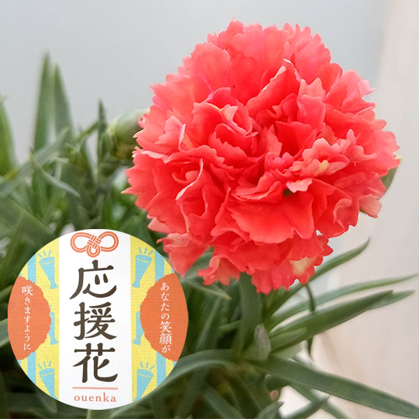 カーネーション:サキーネ応援花(バレンシア)3.5号ポット