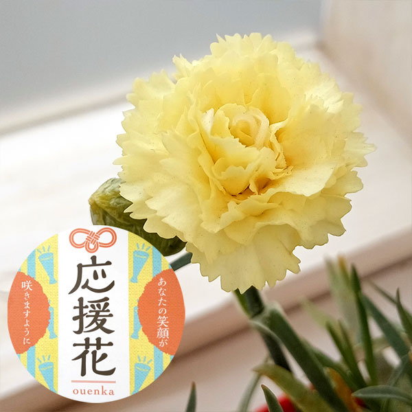 カーネーション:サキーネ応援花(キャンディイエロー)3.5号ポット