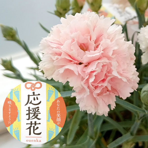 カーネーション:サキーネ応援花(ペールピンク)3.5号ポット