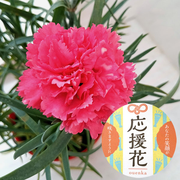 カーネーション：サキーネ応援花（マミーピンク）3.5号ポット