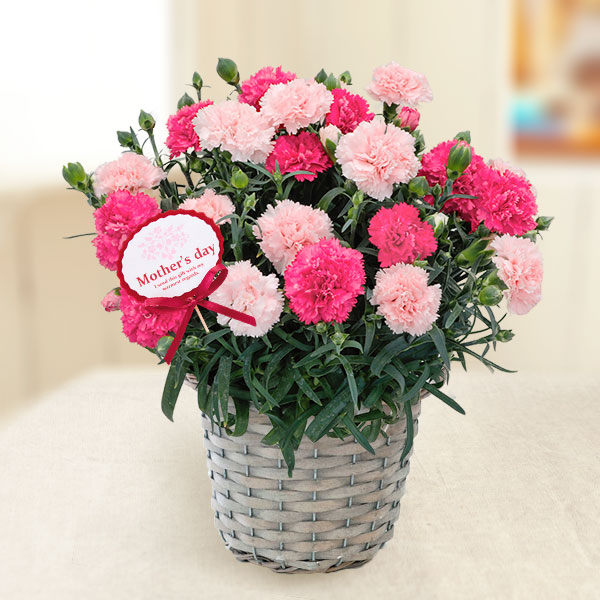 園芸ネット本店｜[送料無料][2023年遅れてごめんね 母の日ギフト