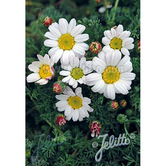 アナキクルス・シルバーキス3号ポット 2株セット