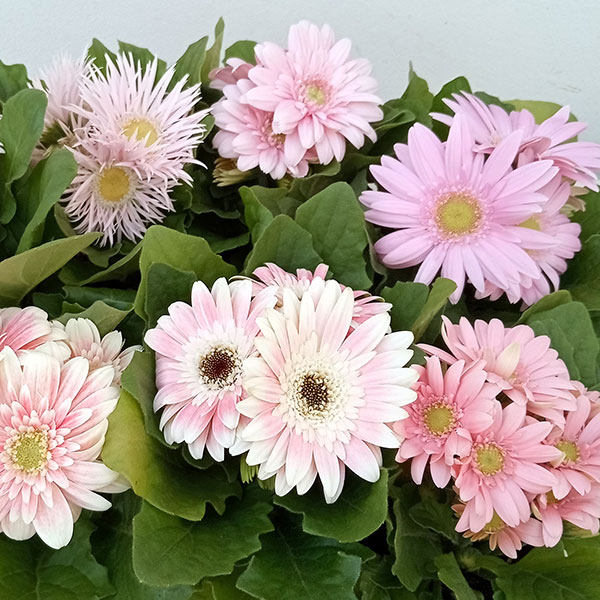 ミニガーベラ：ナカノセレクション パステルライトピンク系3号ポット