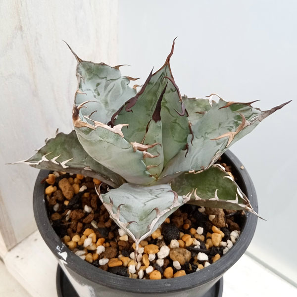 アガベ　チタノタブルー アガベ チタノタブルー /Agave titanota 'Blue' – LAND KNOT PLANTS