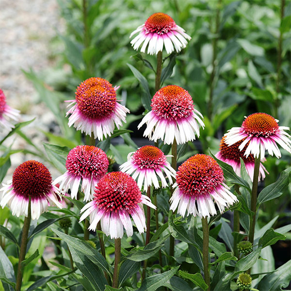 園芸ネット本店｜エキナセア：ストロベリー＆クリーム11cm角ポット* の