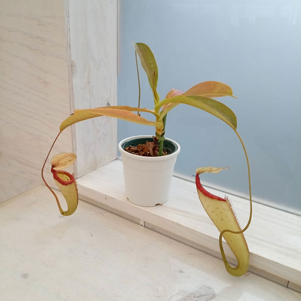 ネペンテス：N.×Miranda　3号