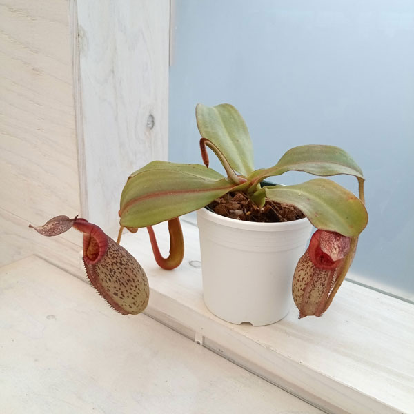 ネペンテス：N.spectabilis x veitchii BE-3636　3号