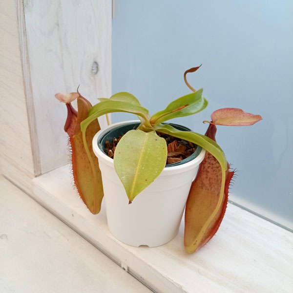 園芸ネット本店｜ネペンテス：N.adrianii NE-141 3号 の通販【公式】