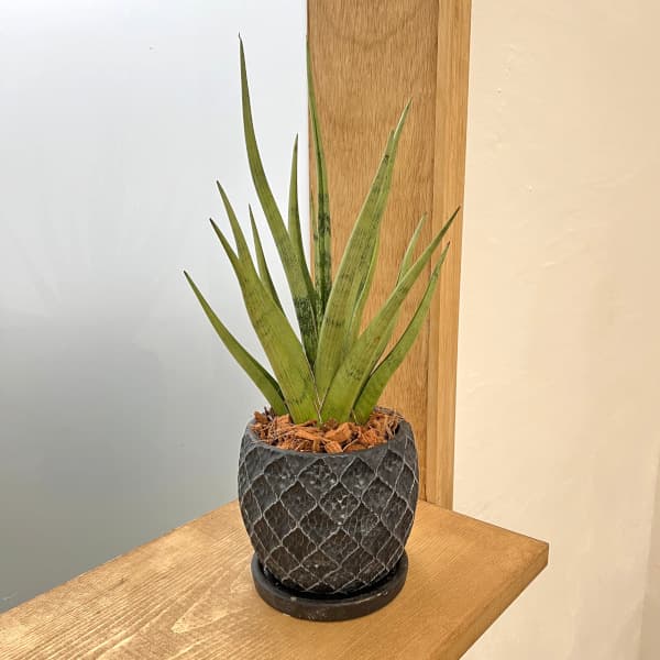 園芸ネット本店｜サンセベリア：グラシリス 4.5号陶器鉢植え 23-02 の