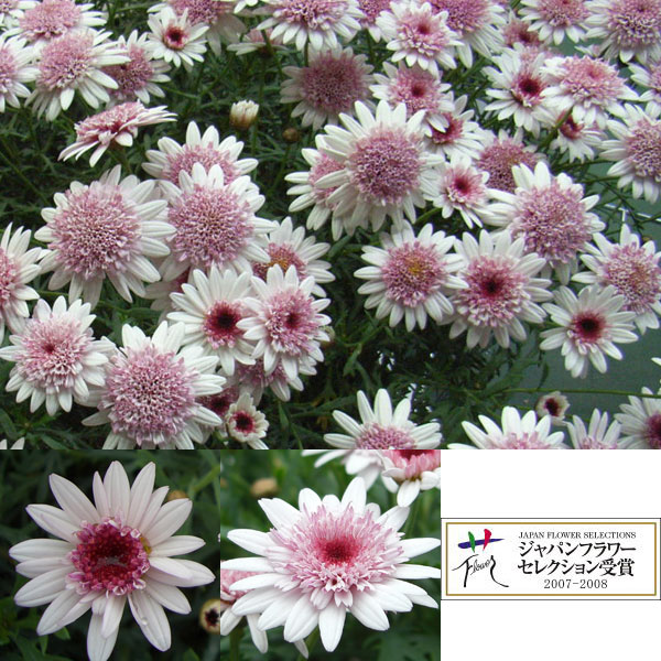 マーガレット：あずきちゃん3.5号ポット 3株セット