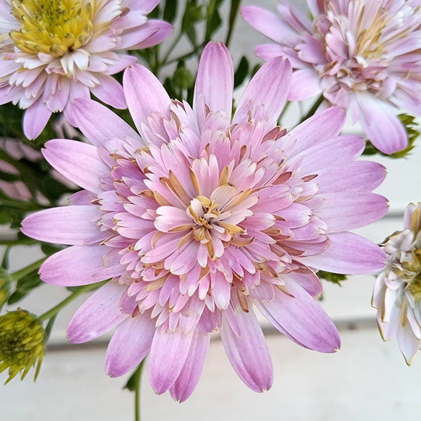 オステオスペルマム：ピンクコンチェルト3.5号ポット