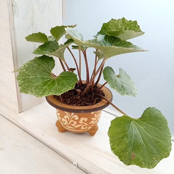 園芸ネット本店｜ツワブキ：開聞岳（カイモンダケ）3.5号陶器鉢植え の