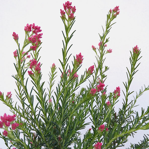 ライスフラワー・ロイヤルピンク3.5号ポット 2株セット