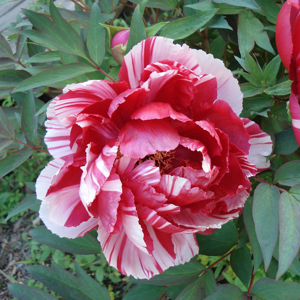 牡丹（ぼたん）：島錦（しまにしき）7号鉢植え花芽2本立ち*