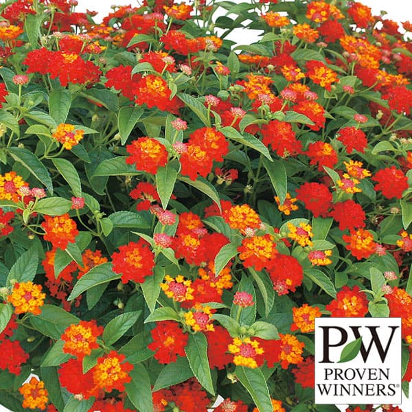 園芸ネット本店｜スーパーランタナ：レインボーオレンジ3号ポット* の