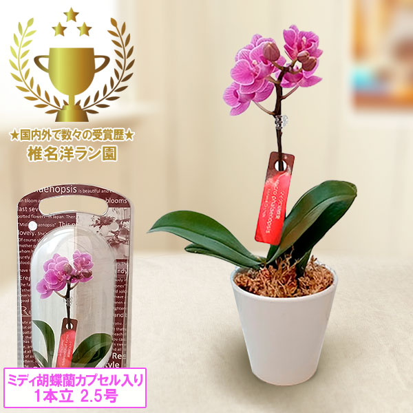 園芸ネット本店｜[送料無料][2024年遅れてごめんね 母の日ギフト