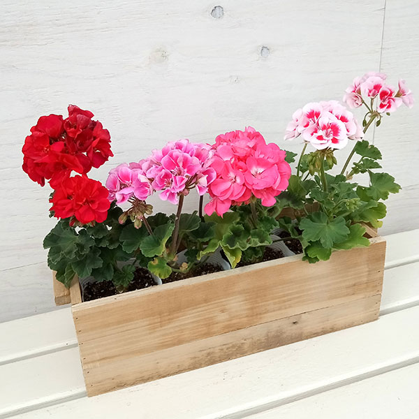 ゼラニウム：トスカ 花色ミックス4株入りオールドウッド横長