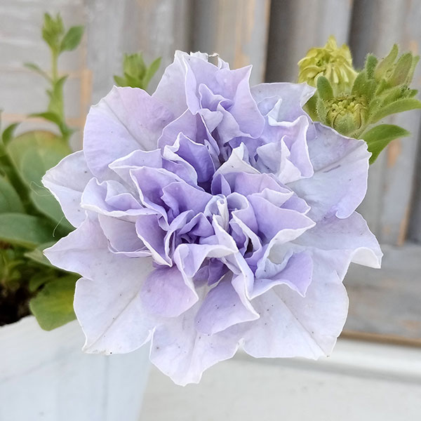 花パニエ お取り寄せ】【ThreeTwoRabbit】花びらパニエ【5色】 | はれあめ