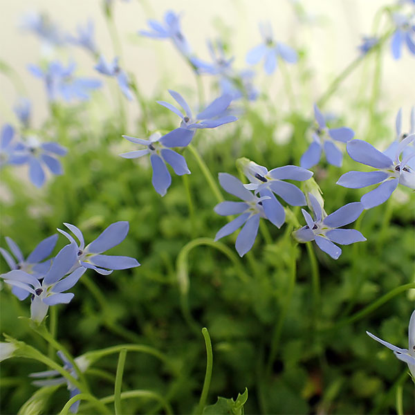 ロベリア：ブルーニンフ3.5号ポット