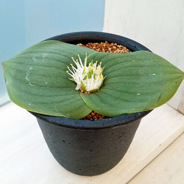 マッソニア：ブレダスドルペンシス　3号鉢植え