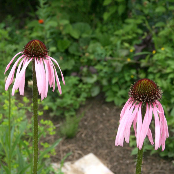 エキナセア：パリダ（パープルコーンフラワー）4.5号ポット の通販  