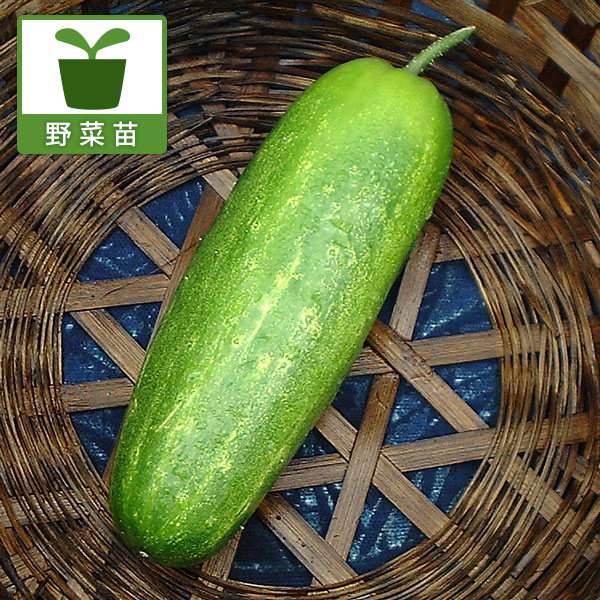 加賀野菜:金沢太きゅうり3号ポット 6株セット