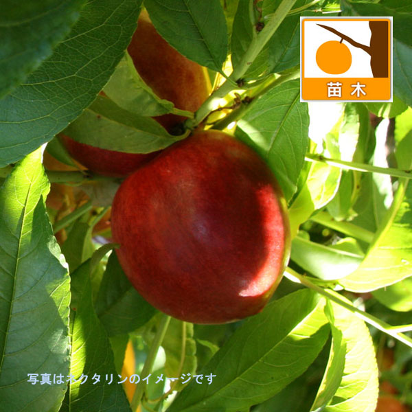 モモ(桃）：早生ワッサー4.5号ポット