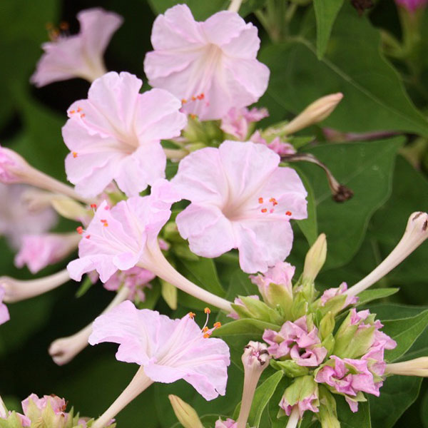 園芸ネット本店｜[送料無料]2段咲きオシロイバナ：微笑みがえし