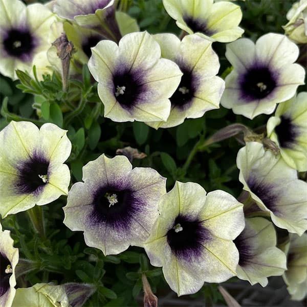 ペチュニア：ファンハウス　ムーンライト3.5号ポット 3株セット