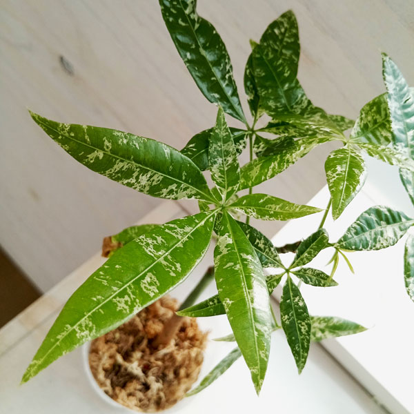 【希少・実生斑入り】パキラ グラブラ 斑入り 実生株 ♪実生株♪ パキラ・グラブラ 斑入り | GREEN Road 植物と