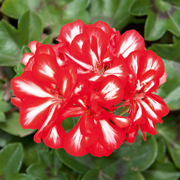 アイビーゼラニウム：ロイヤル　スイートキャンディ5号ポット