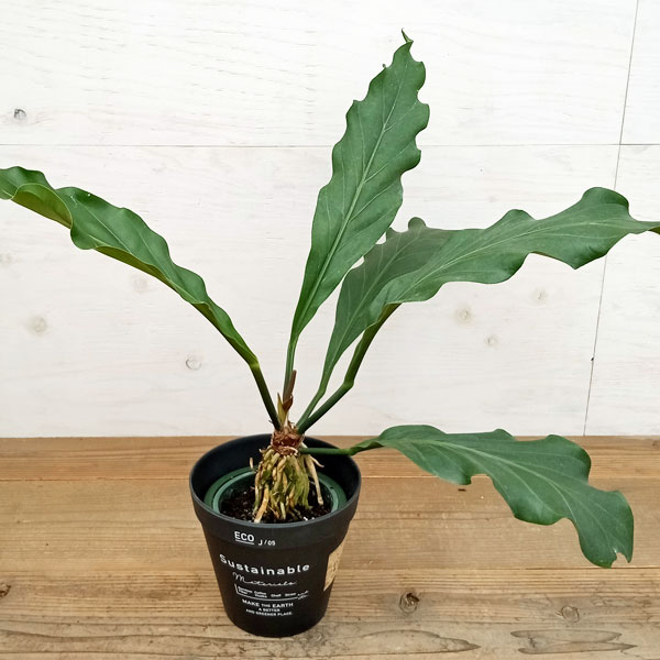 園芸ネット本店｜[送料無料][2024年 父の日ギフト][予約]アンスリウム