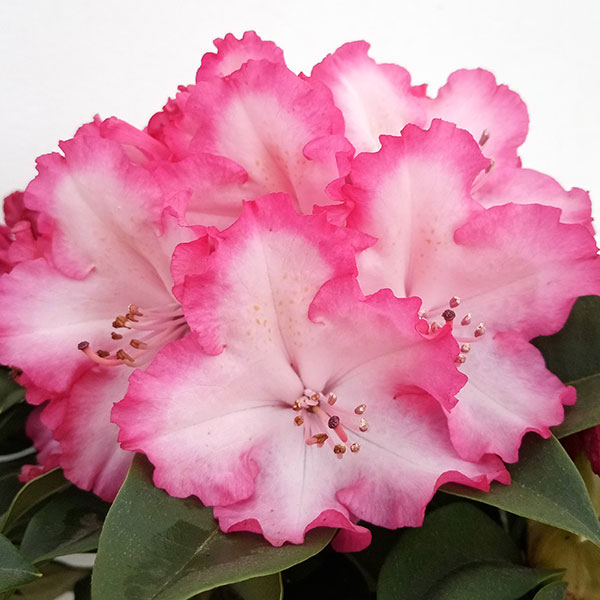 西洋シャクナゲ 石楠花 9号鉢 蕾付き 5年生 【公式通販】