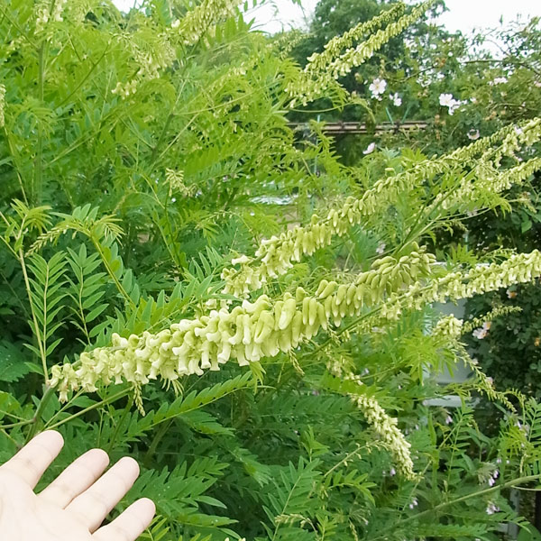 害虫退治草クララ3号ポット