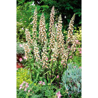 ジギタリス：カフェクリーム3号ポット2株セット