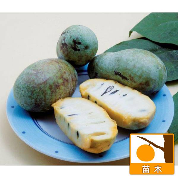 ポポー：オーバーリース（接木苗）5号ポット*