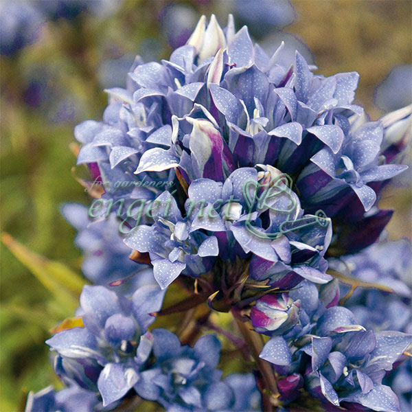 リンドウ:ササリンドウ 八重咲き スターライト 3.5号ポット 2株セット