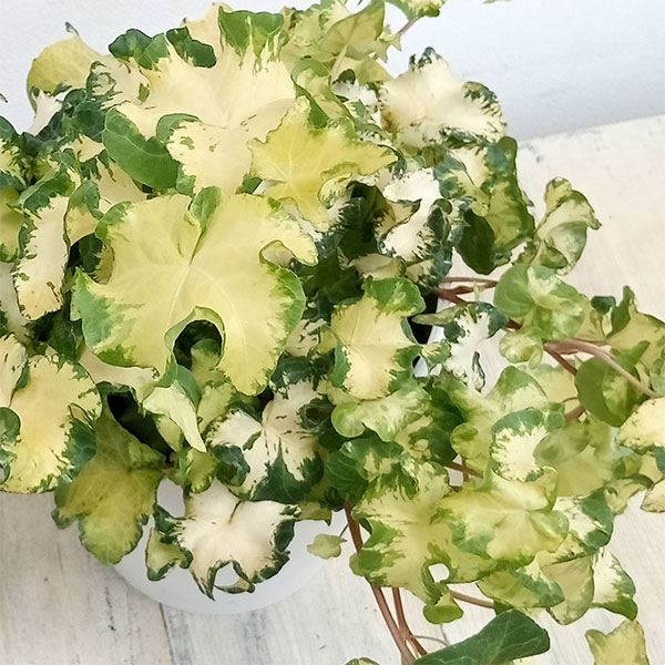 ヘデラ（アイビー）：ムーンライト　５号