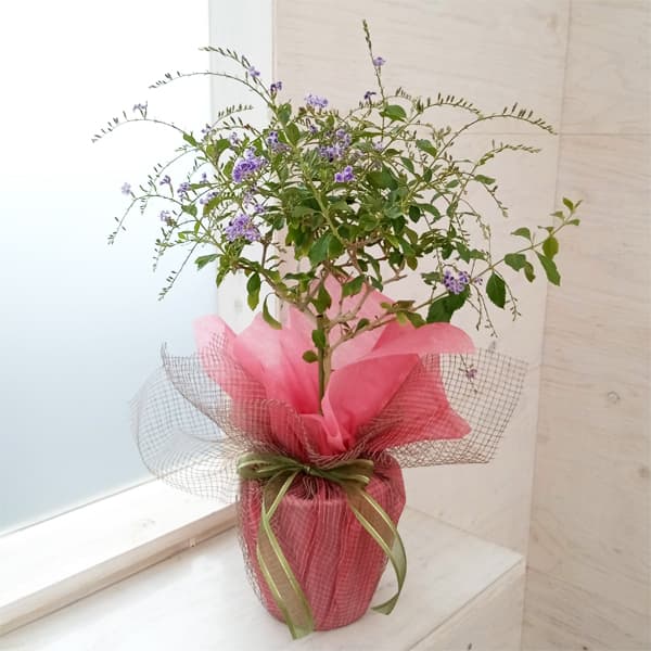 [送料無料][2024年 父の日ギフト][予約]デュランタ：タカラヅカ（宝塚）5号鉢植えスタンド仕立てラッピング付き