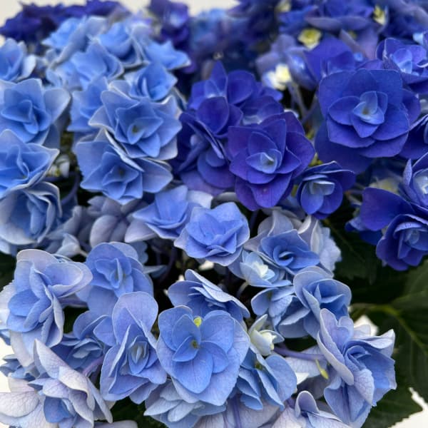 園芸ネット本店｜アジサイ：フェアリーアイ＆ラブ（ブルー）2色植え 5