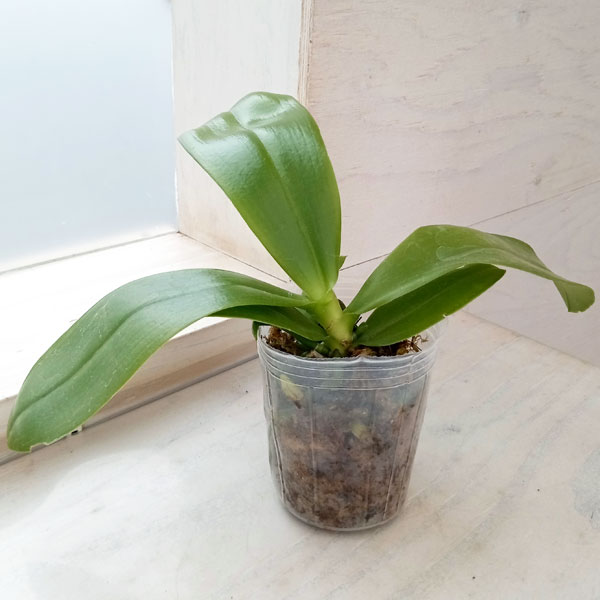 園芸ネット本店｜ファレノプシス：Lyndon Mix Zebra '817' 2.5号 の