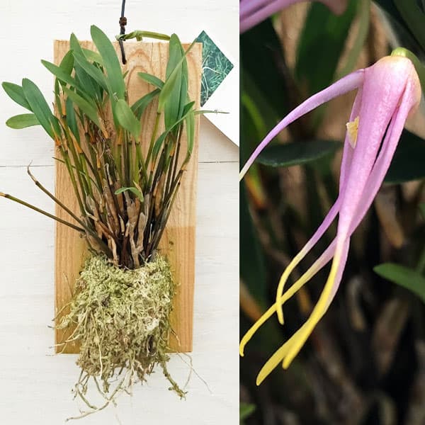 ディブロカウロビウム：テイブダ　板付け