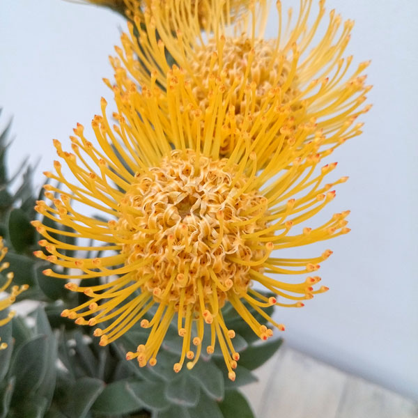 園芸ネット本店｜リューコスペルマム：カーニバルイエロー 5号* の通販